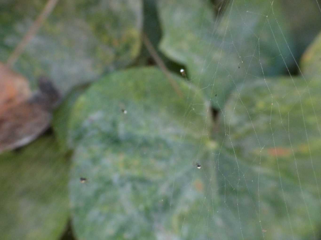 Araneus diadematus - Ostia (RM)